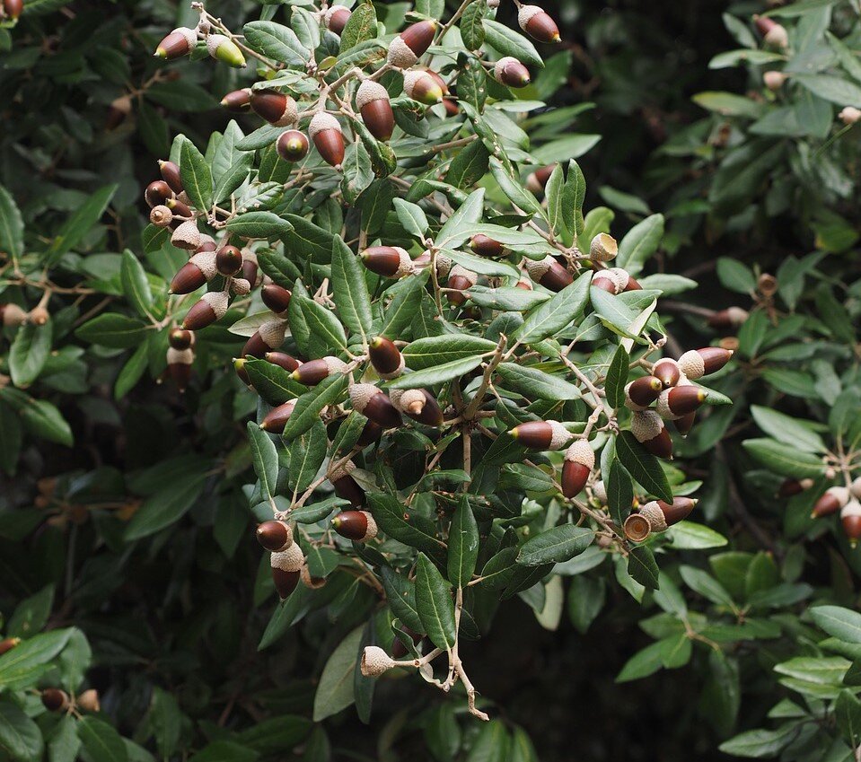 Quercus ilex (Holm Oak)- Potted image 0