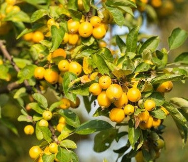 Malus 'Golden Hornet' 10L pot image 0