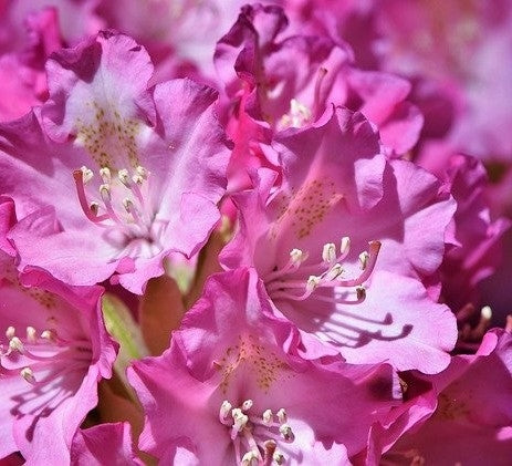 Rhododendron Hybrids -12ltr pots image 0
