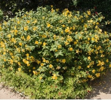 Hypericum x moserianum (St John's Wort)- 2L Pot - 20cm+ image 0