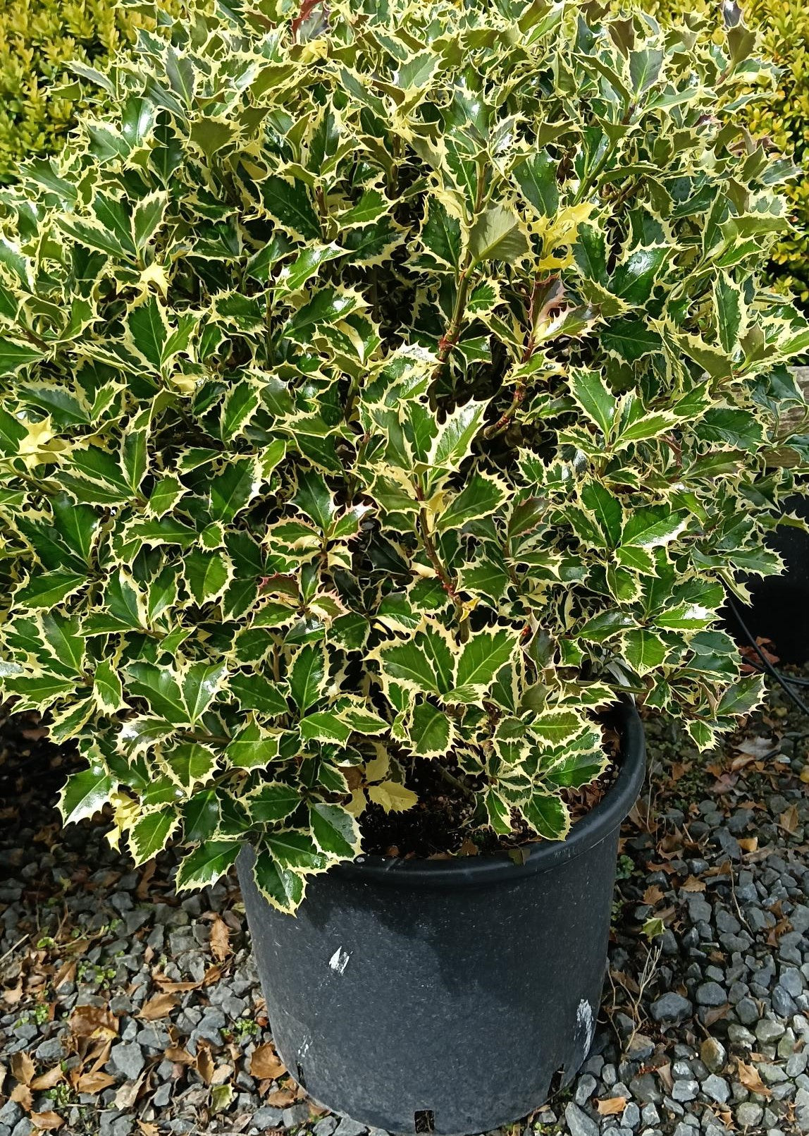 Ilex aquifolium 'Argentea Marginata' Ball -40cm image 0