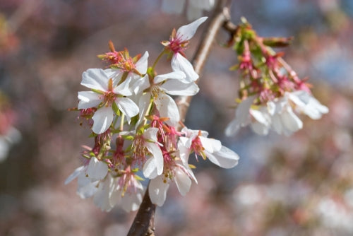 Prunus serrulata 'Taihaku' 10L pot. image 0