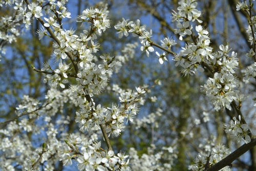 Pyrus calleryana 'Chanticleer' (Ornamental Pear) -10L Pot. image 0