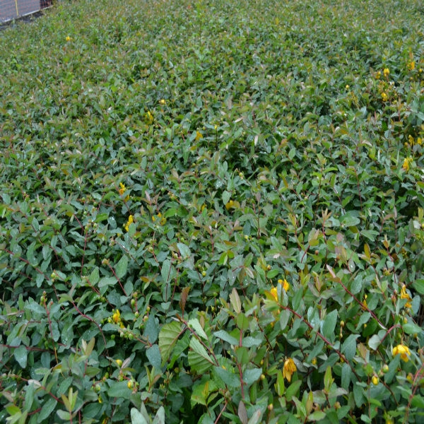 Hypericum 'Hidcote' (St John's Wort)- Potted image 0