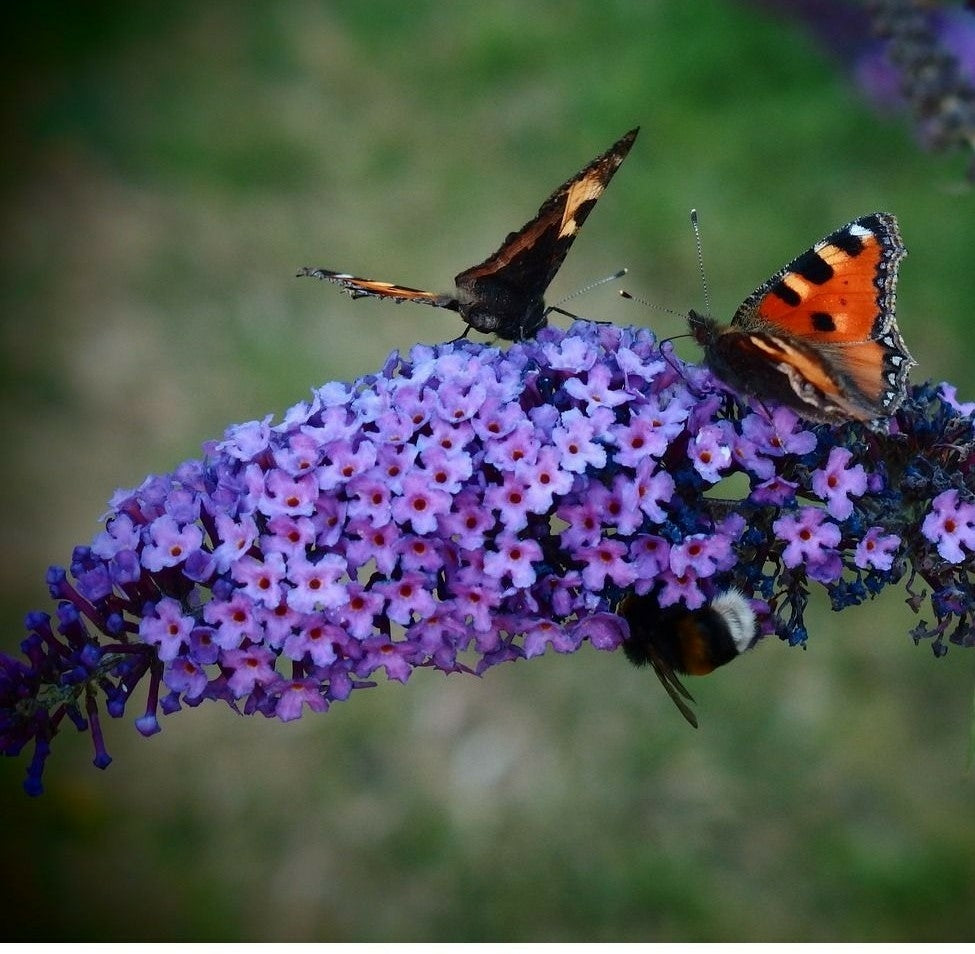 Buddleja davidii 'Empire Blue' (Butterfly Bush)- 2L Pot image 0