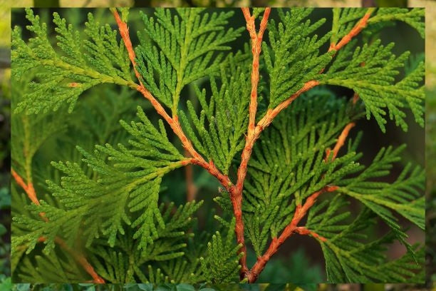Thuja plicata Atrovirens (Western Red Cedar) - Rootballed image 0