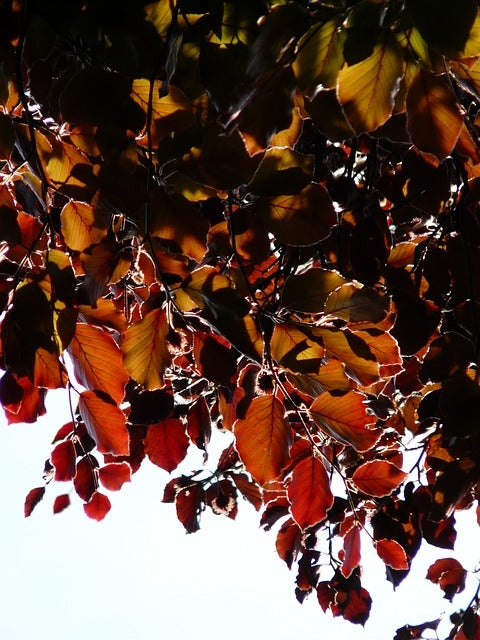 Betula pendula 'Purpurea' 10L pot image 0