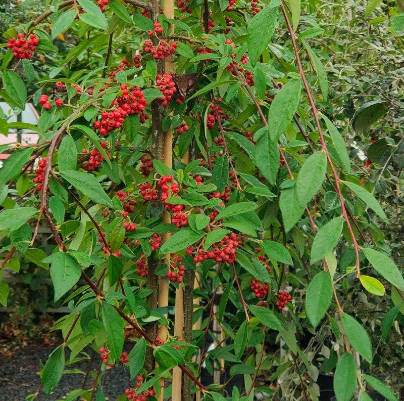 Cotoneaster hum. 'Hybridus Pendula' 10L pot image 0