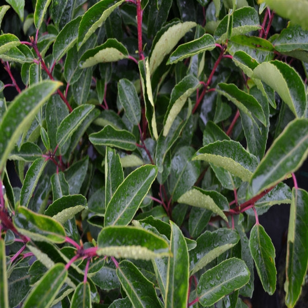 Prunus lusitanica 'Angustifolia' - Rootballed - 80-100cm image 0