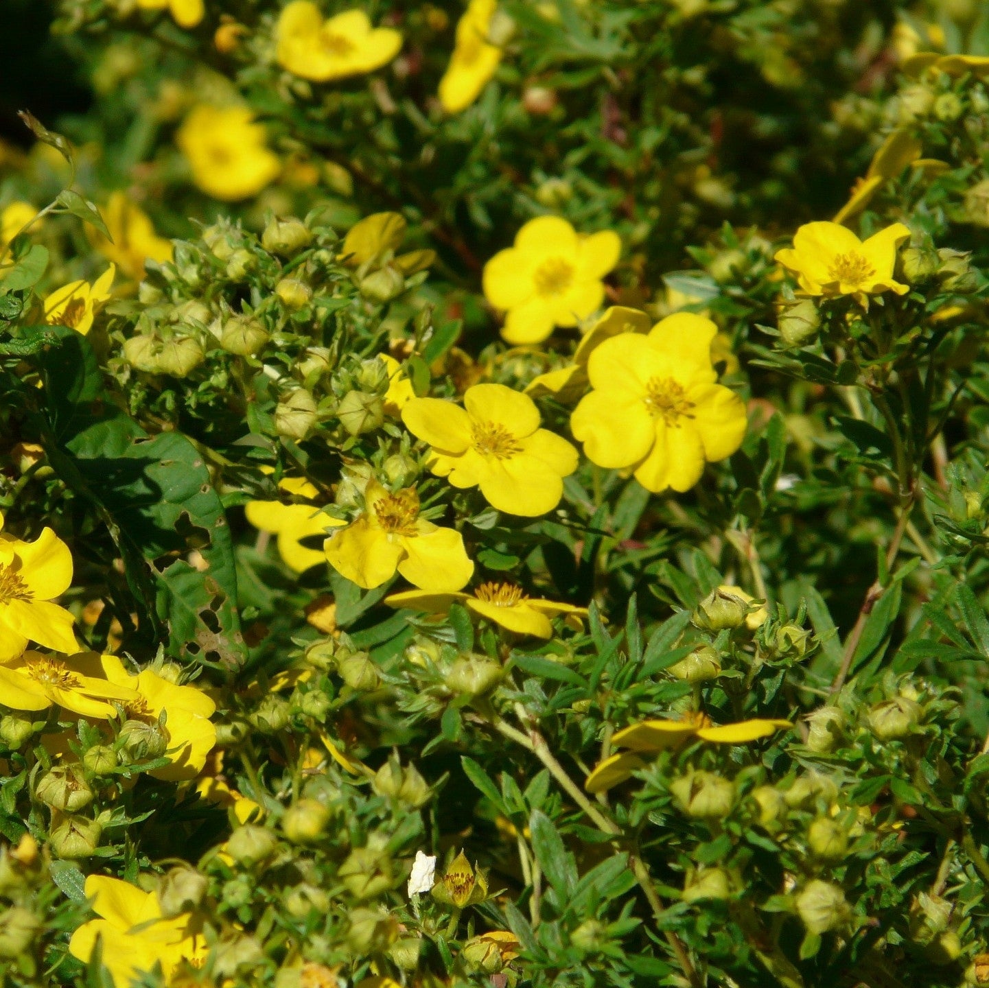 Potentilla x fruticosa 'Goldfinger' -Potted image 0