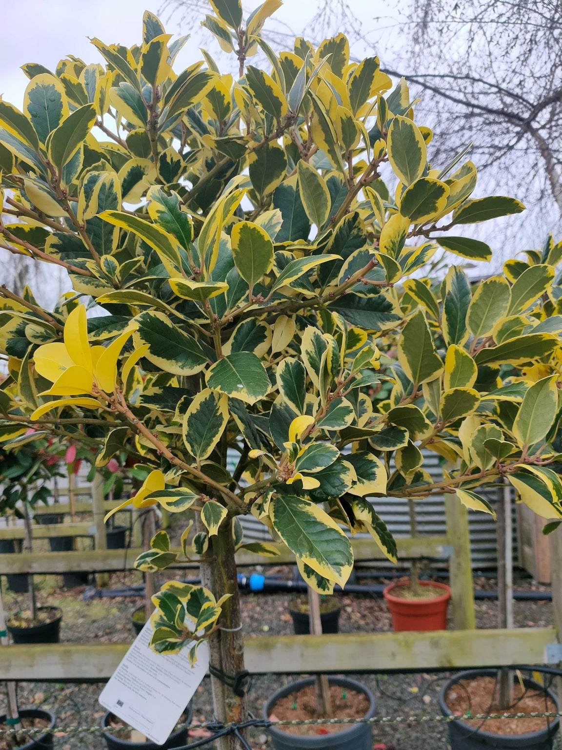 Ilex x altaclarensis 'Golden King'-1/2 std -Clear Stem image 0