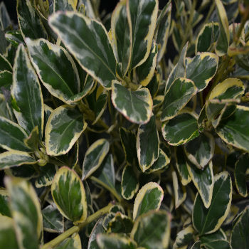 Euonymus japonica 'Bravo' - Potted image 0