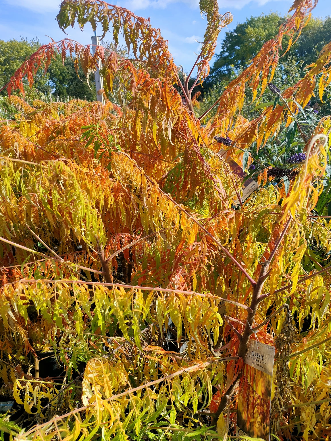Rhus typhina 'Tiger Eyes'( Stag Horn Sumac) -10L pot image 0