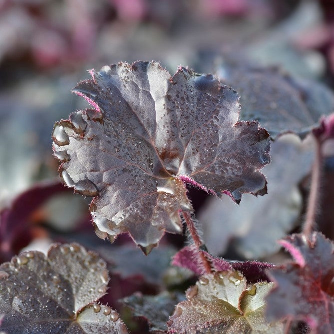 Heuchera 'Palace Purple' - 2L pot image 0