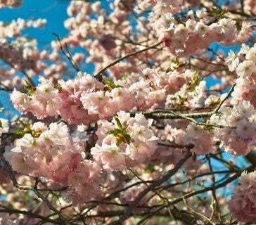 Prunus 'Accolade' 10L pot image 0