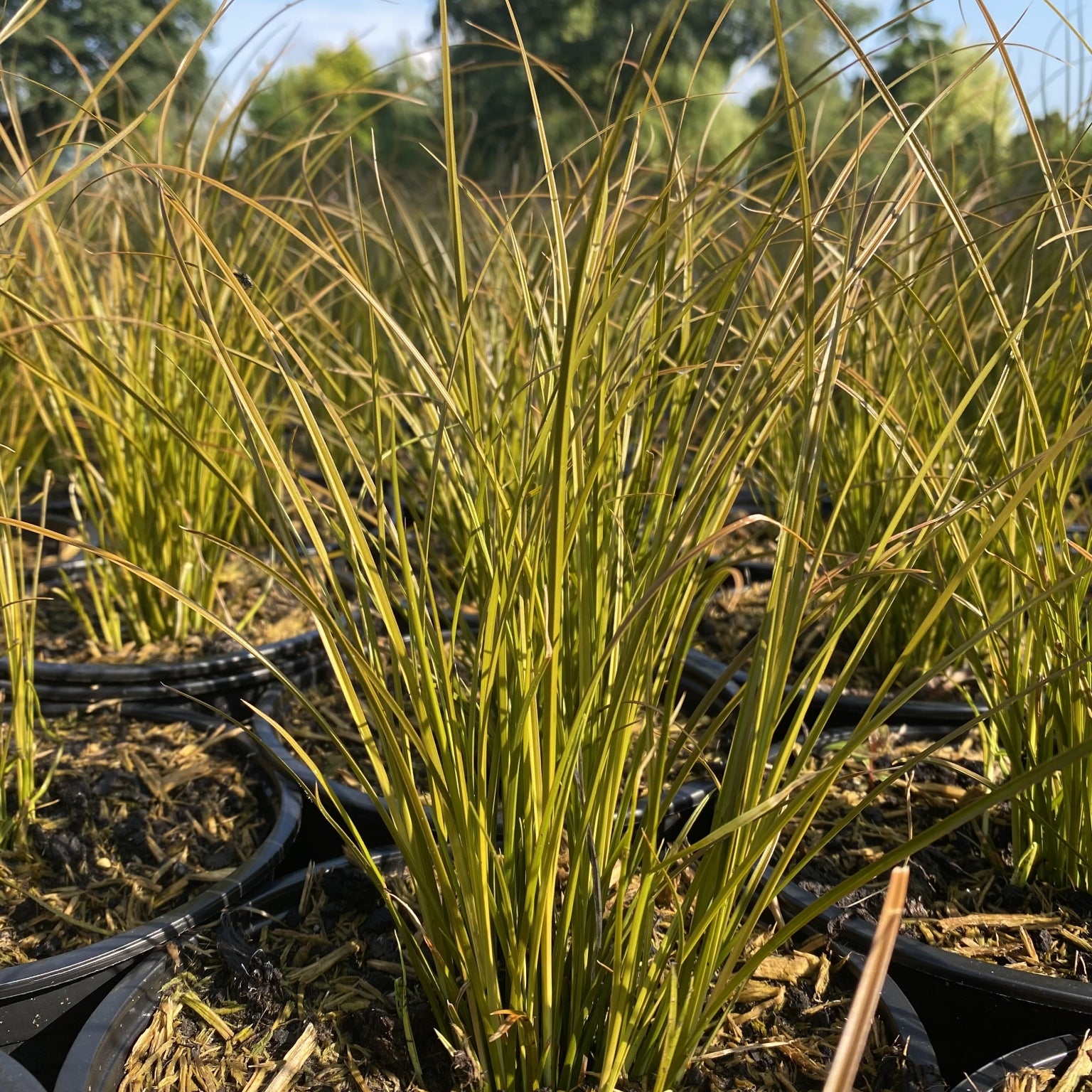 Carex testacea -2L-Pot image 0
