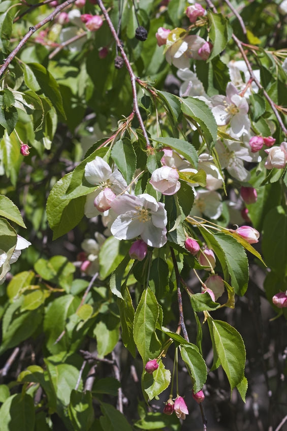 Malus 'Red Jade' 10L pot image 0
