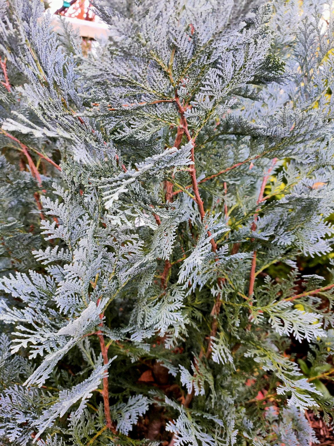 Chamaecyparis lawsoniana 'Pembury Blue''-RB image 0