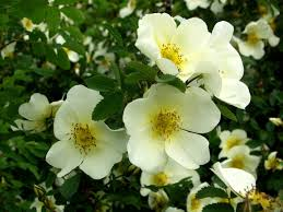 Rosa pimpinellifolia / spinosissima (Scottish Rose) - Bareroot image 0