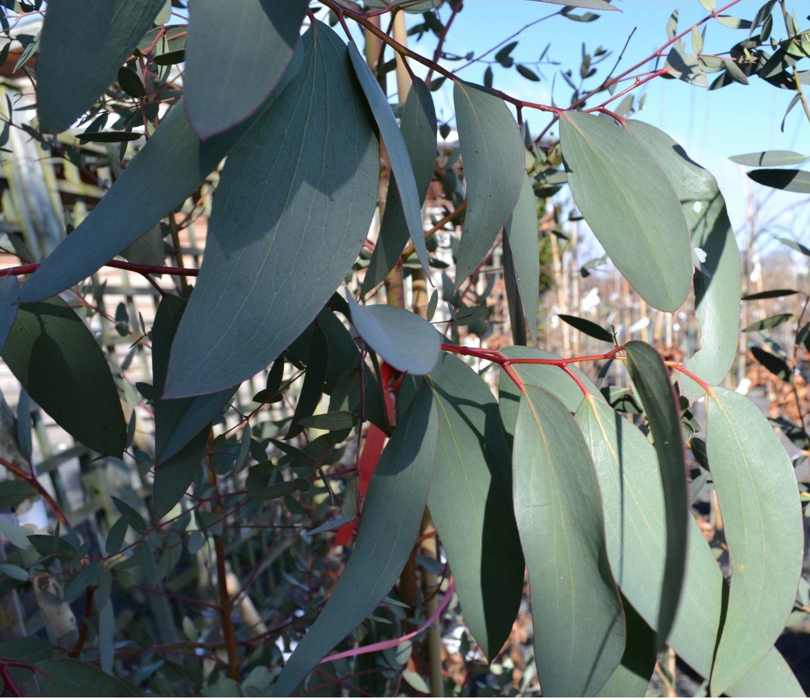 Eucalyptus pauciflora niphophila 10L pot image 0