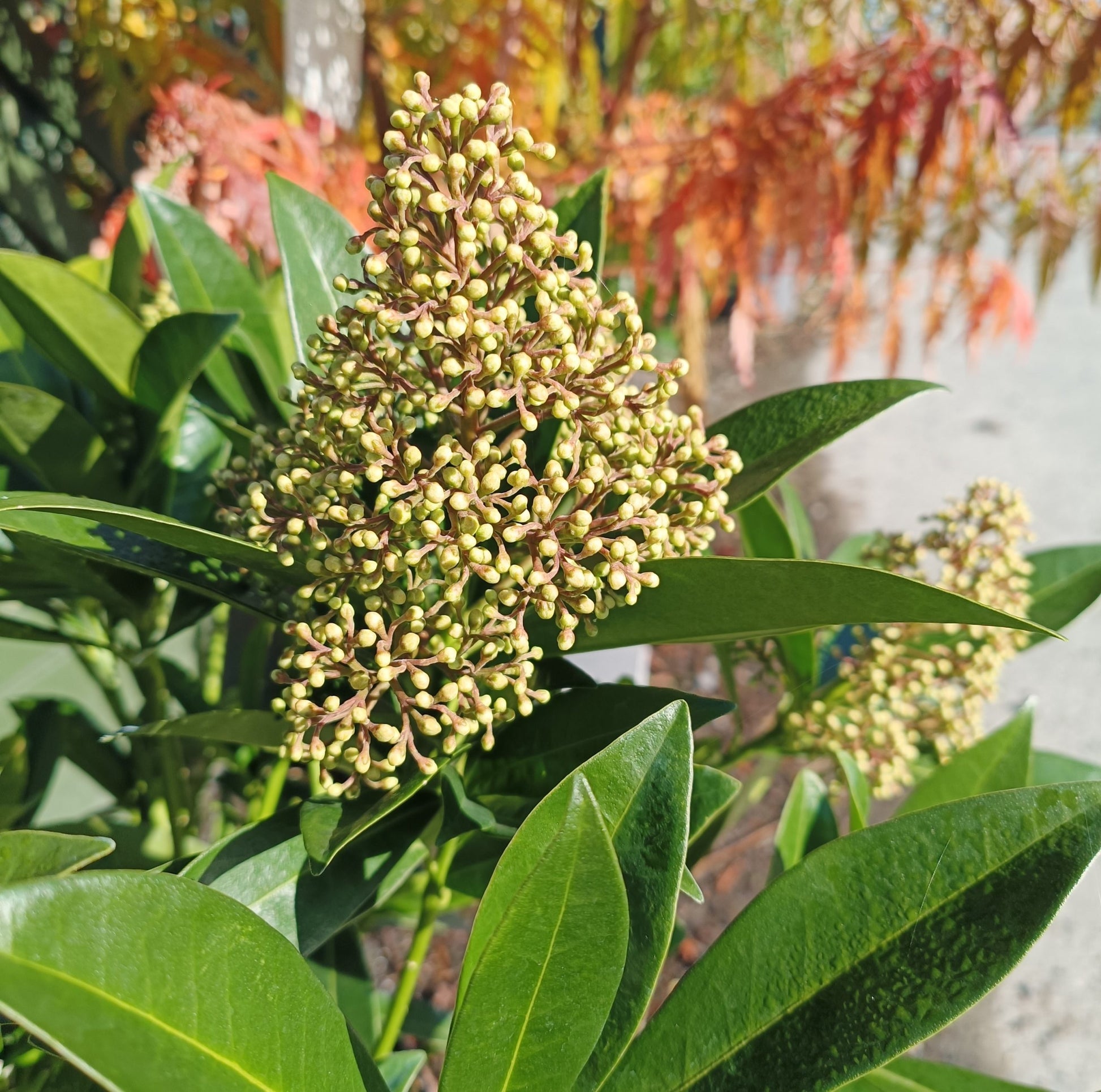 Skimmia japonica 'Kew Green' - Potted image 0
