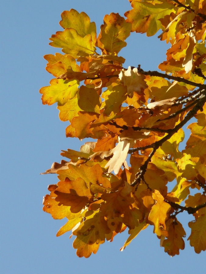 Quercus petraea (Sessile Oak) - Bareroot image 0