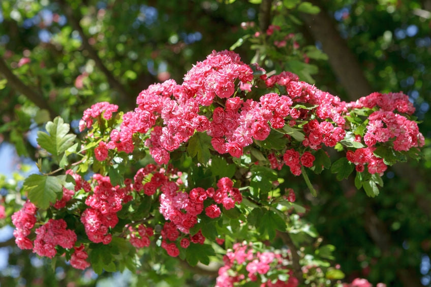 Crataegus 'Paul's Scarlet' 10L pot-175-200cm image 0