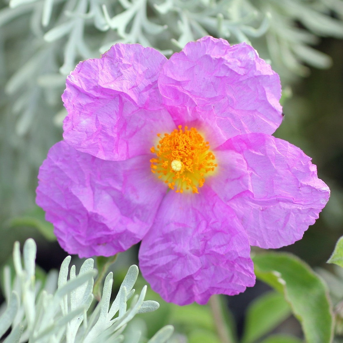 Cistus 'Silver Pink' (Rock Rose) - 2L Pot image 0