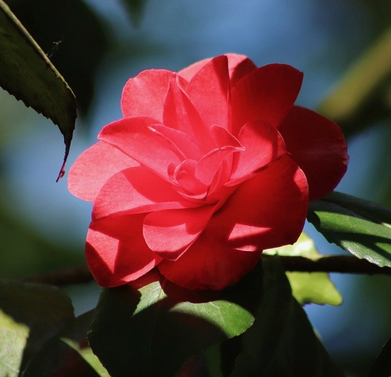 Camelia japonica (Japanese Camelia) -10L pot image 0