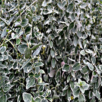 Euonymus fortunei 'Emerald Gaiety'- Potted image 0