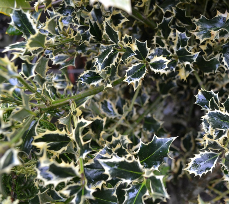 Ilex alt. 'Silver Queen' 10L pot image 0