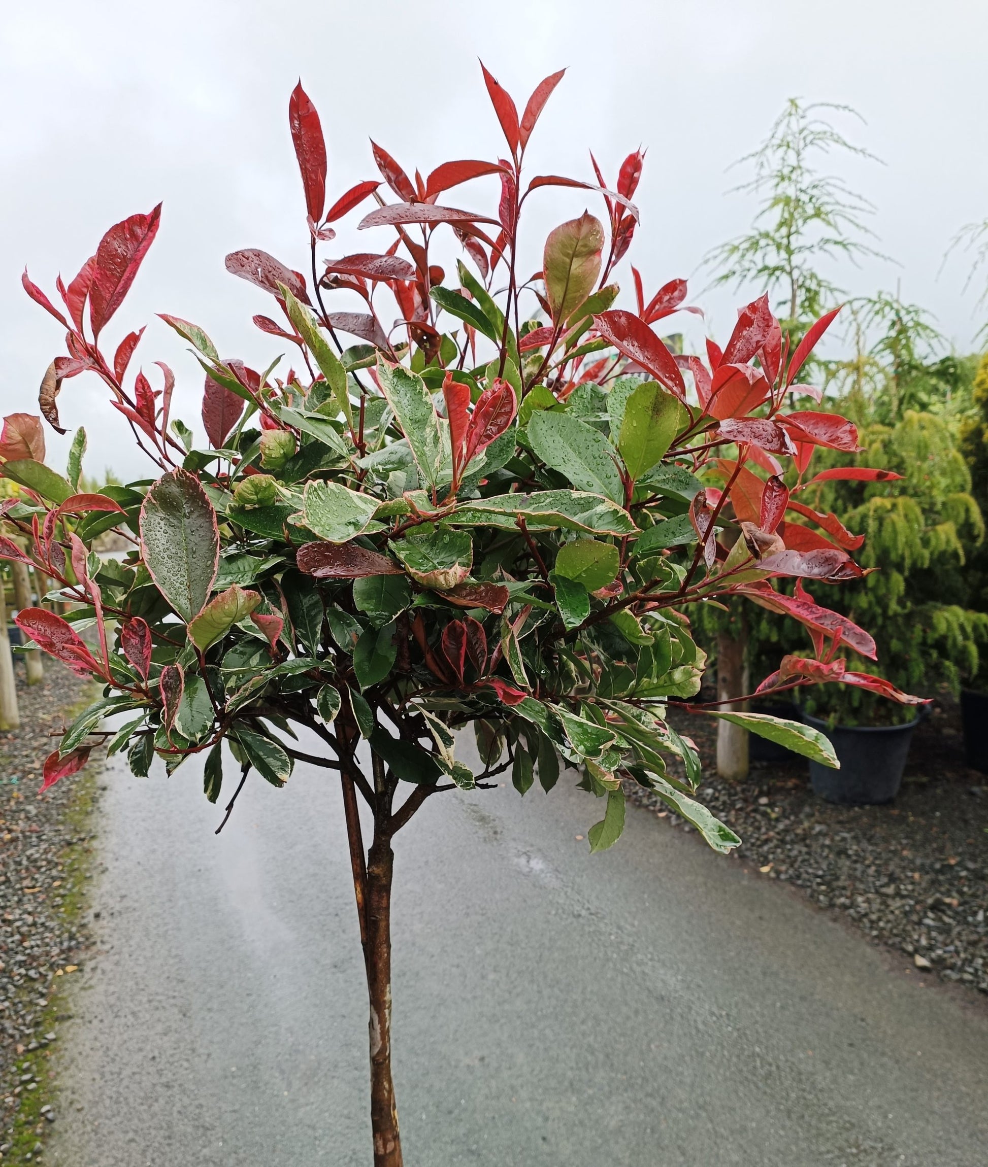 Photinia 'Pink Marble' 1/2 std-10L -90- 100cm stem image 0