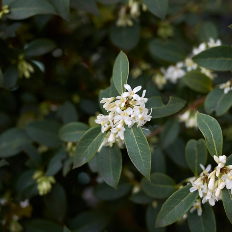 Osmanthus burkwoodii - Ball image 0