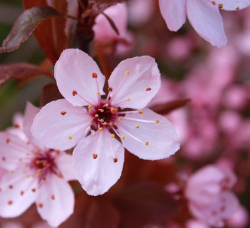 Prunus cerasifera 'Nigra' (Black Cherry Plum) -10L pot image 0