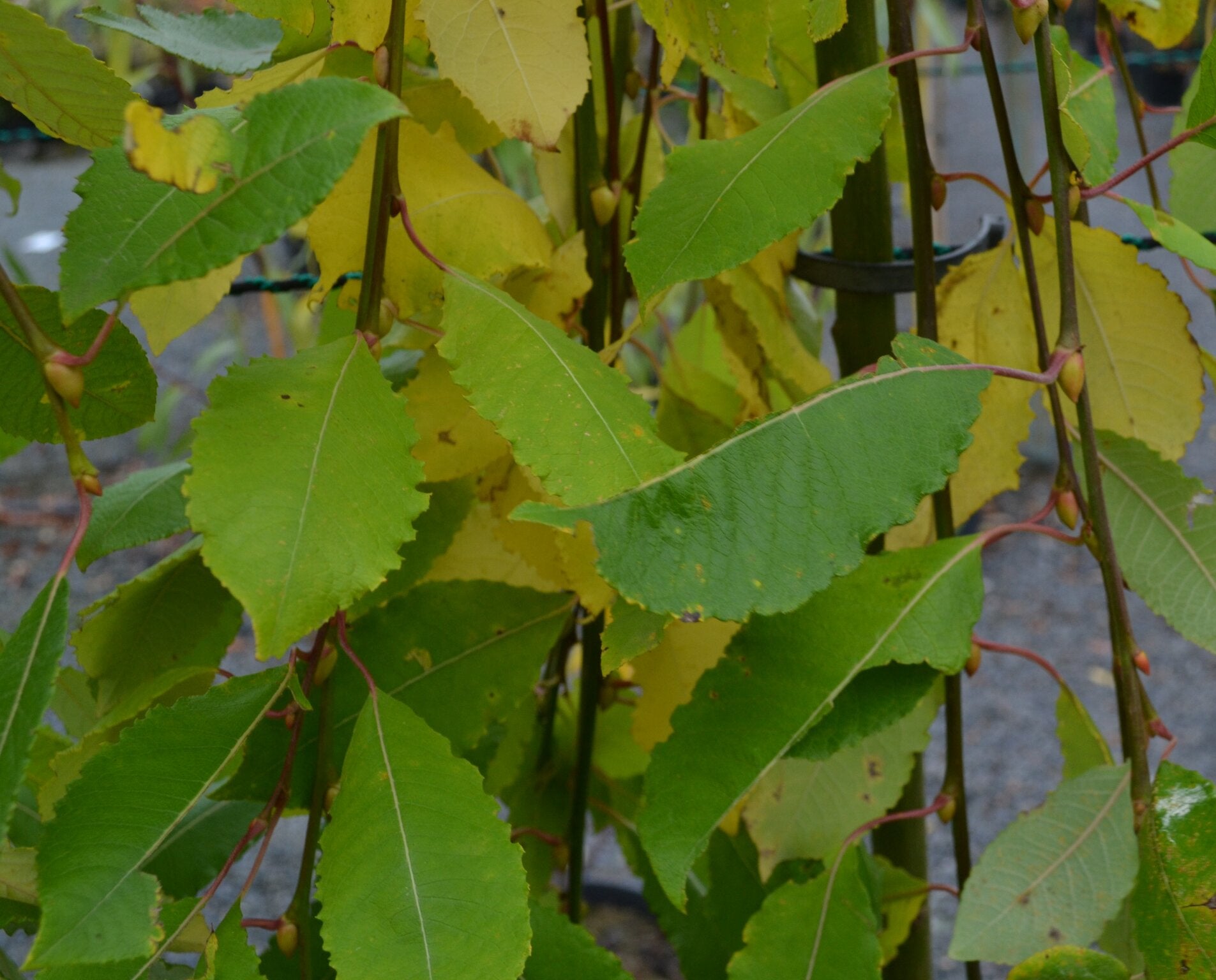 Salix caprea 'Kilmarnock' (Kilmarnock Willow) -7.5L pot image 0