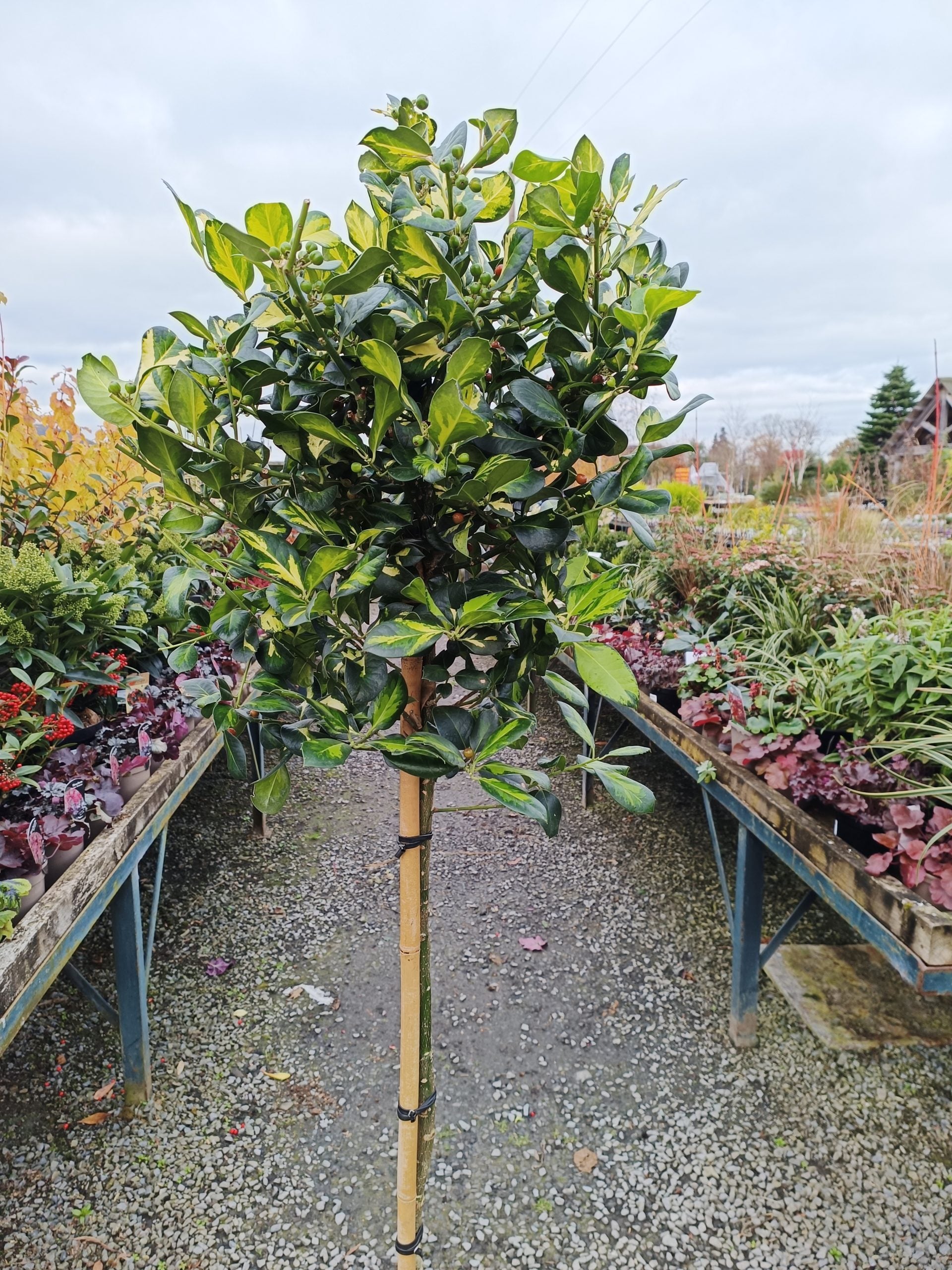 Ilex lawsoniana 1/2 std -Clear Stem image 0