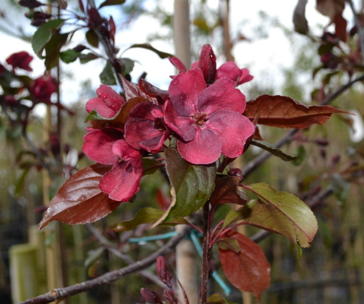 Malus 'Royalty' 10L pot image 0