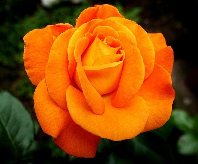 Roses -3L pots - Mxd Varieties image 0