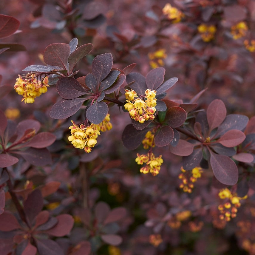 Berberis thunbergii 'Atropurpurea' - Potted image 0