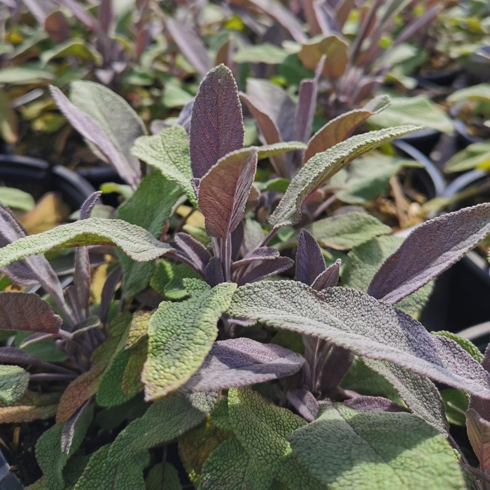Salvia officinalis 'Purpurea' (Purple Sage)-2L pot image 0