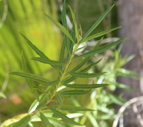 Salix exigua (Sandbar Willow)- 7.5L pot image 0