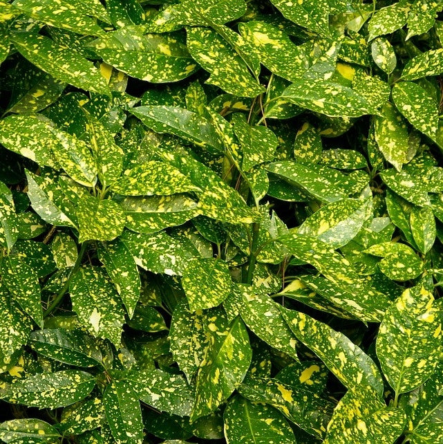 Aucuba japonica 'Crotonifolia' (Spotted Laurel) - Potted image 0