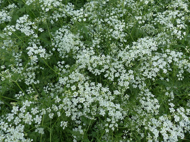 Anthriscus sylvestris 'Ravenswing' (Meadow Chervil)