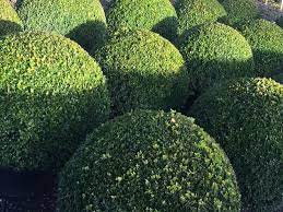 Plants for any style of garden or landscape