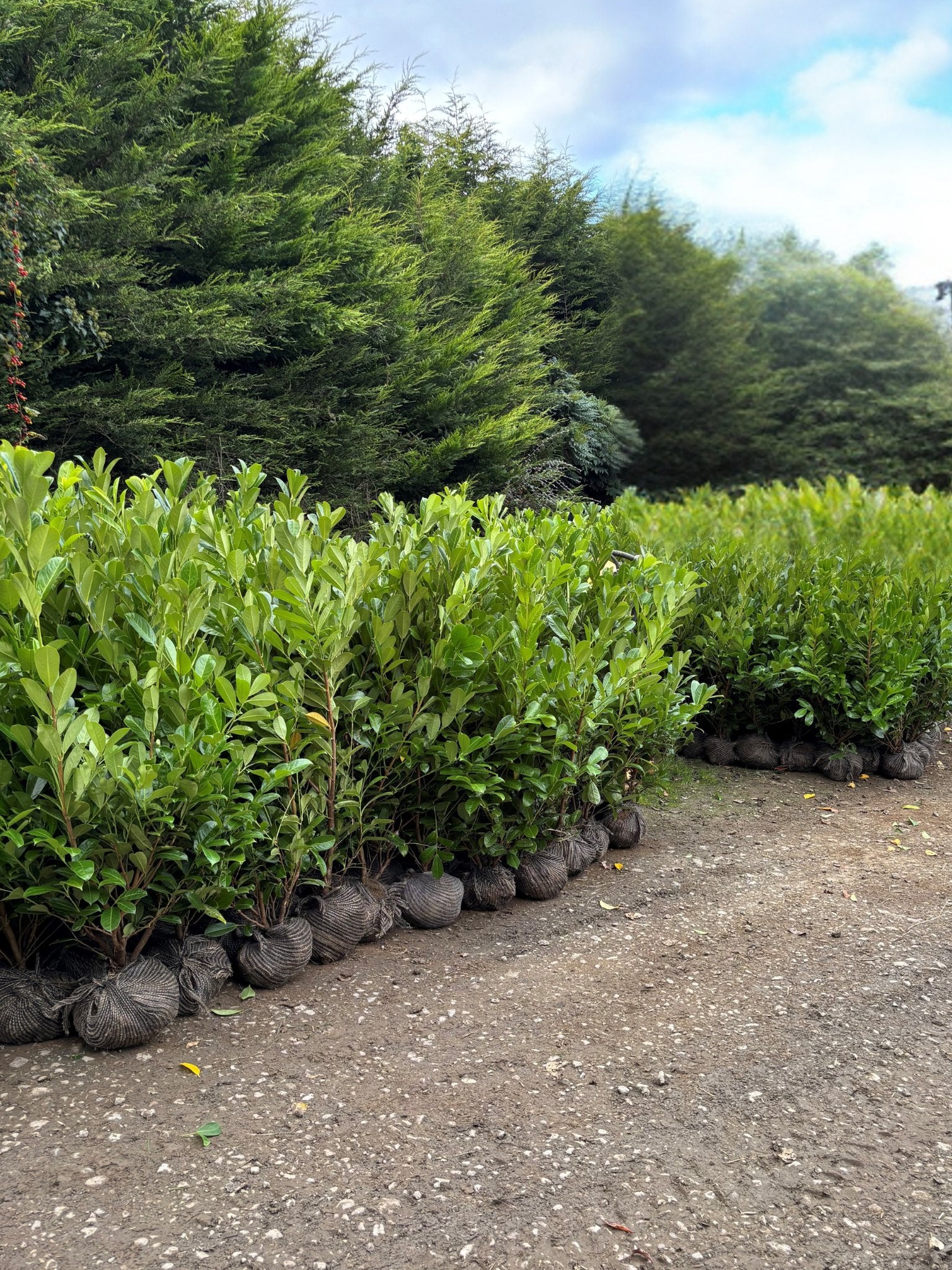 <h1>Root Balled Hedging</h1>