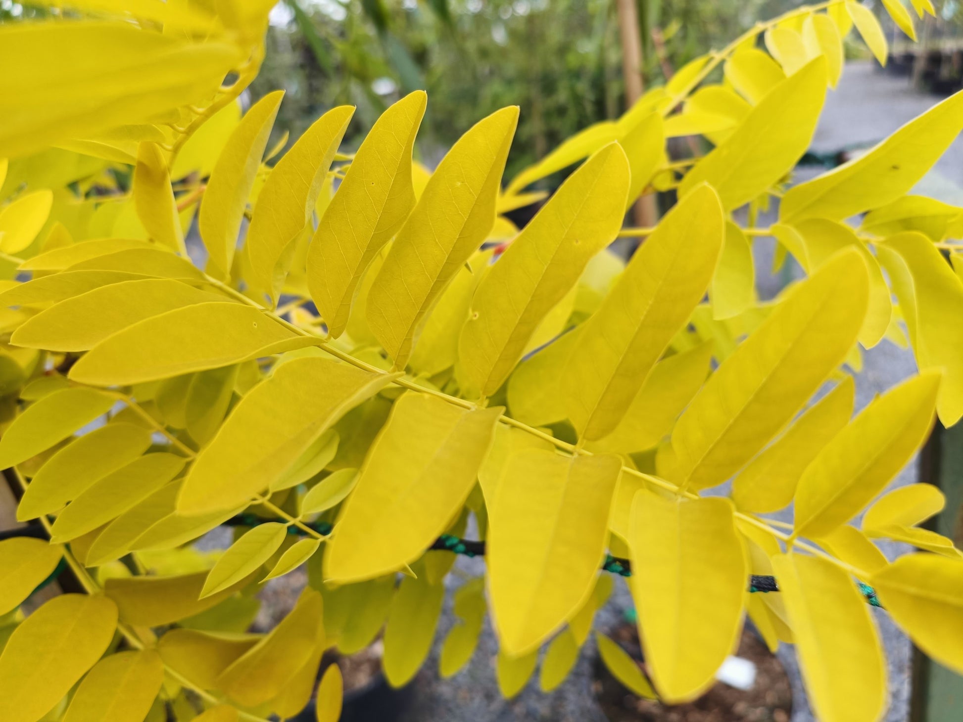 Robinia pseudocacia 'Frisia' (False Acacia)10L pot image 1