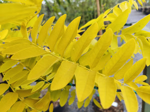 Robinia pseudocacia 'Frisia' (False Acacia)10L pot image 1