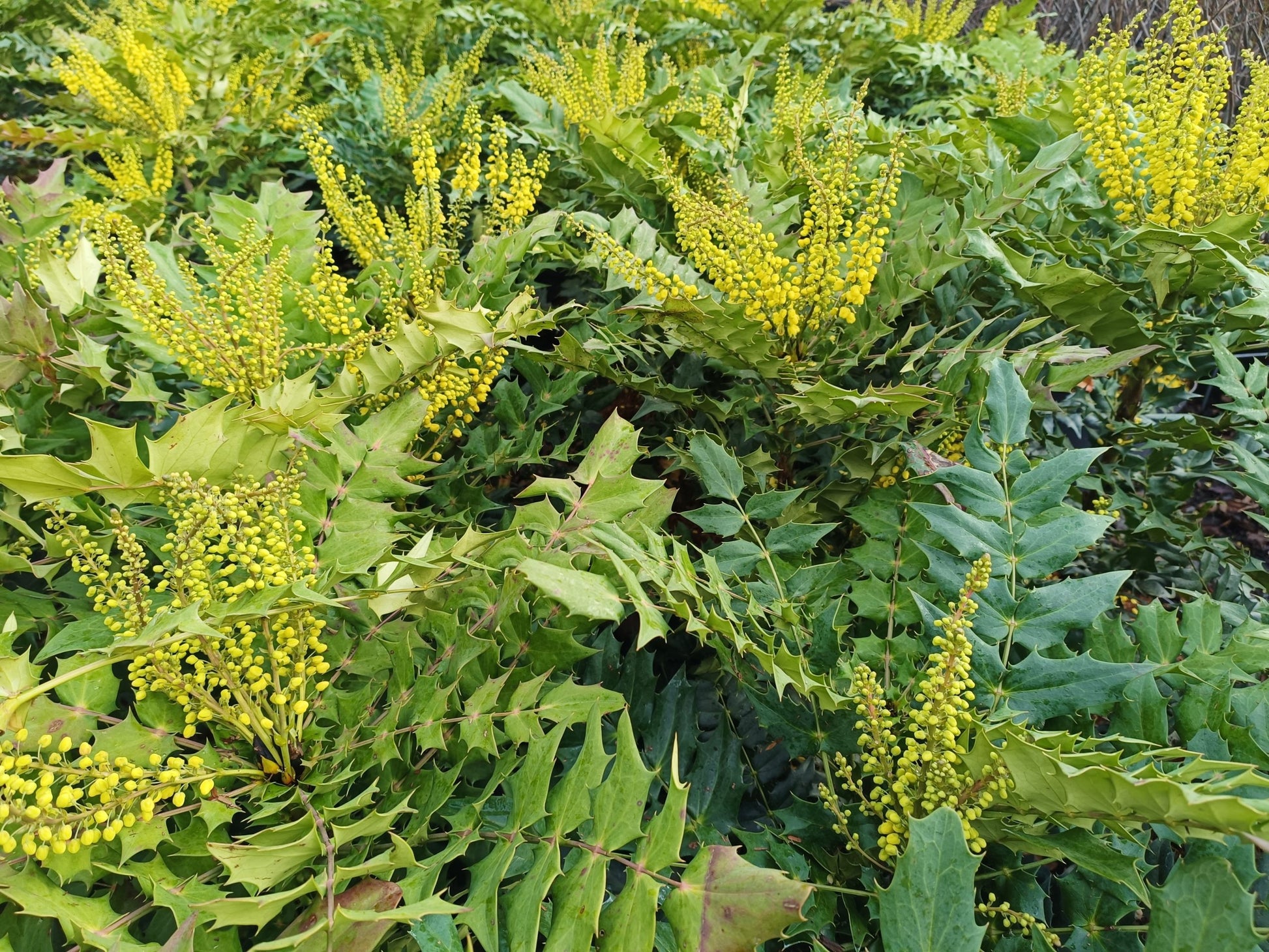 Mahonia 'Winter Sun' - 7.5L pot image 0