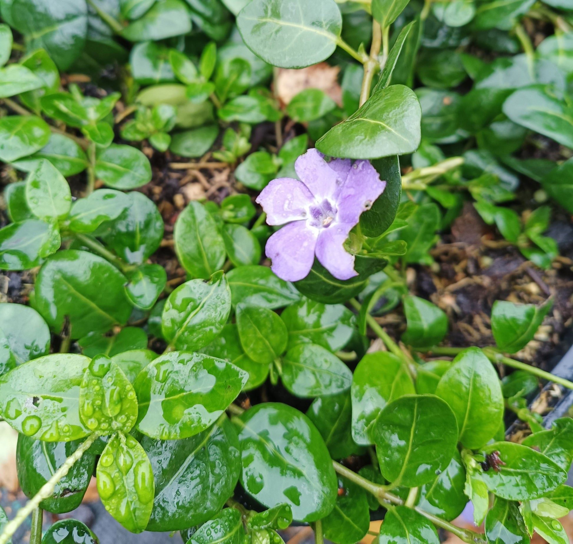 Vinca minor - 2L Pot image 1