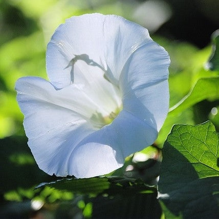 Convolvulus cneorum - 2L - Pot image 0